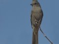 Phainopepla