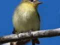 Philadelphia Vireo