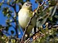 Philadelphia Vireo