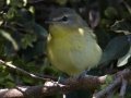 Philadelphia Vireo