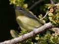 Philadelphia Vireo
