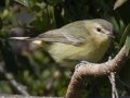 Philadelphia Vireo