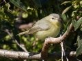 Philadelphia Vireo