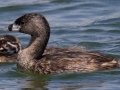 Pied-billed Grebe