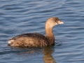 Pied-billed Grebe - Bolsa Chica Ecological Reserve