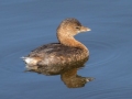 Pied-billed Grebe - Bolsa Chica Ecological Reserve
