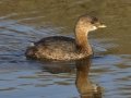 Pied-billed Grebe