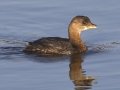 Pied-billed Grebe