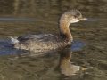 Pied-billed Grebe