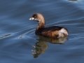 Pied-billed Grebe