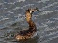 Pied-billed Grebe