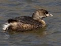 Pied-billed Grebe
