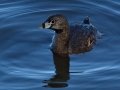 Pied-billed Grebe
