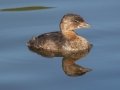 Pied-billed Grebe