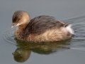 Pied-billed Grebe