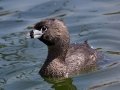 Pied-billed Grebe