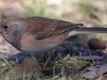 Pink-sided Junco
