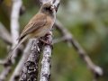 Pink-sided Junco