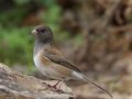 Pink-sided Junco