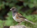 Pink-sided Junco