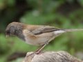 Pink-sided Junco