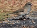 Pink-sided Junco