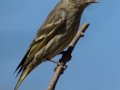 Pine Siskin