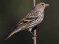Pine Siskin