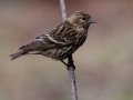 Pine Siskin