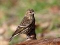 Pine Siskin