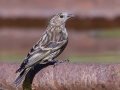 Pine Siskin