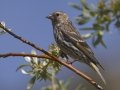 Pine Siskin