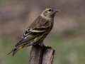 Pine Siskin