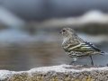 Pine Siskin - Laguna Mountains - West Meadow Area