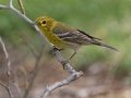 Pine Warbler