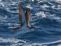 Pink-footed Shearwater