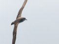 Pink-footed Shearwater - Point Loma Sportfishing Landing Pelagic, San Diego Pelagic Hour 4 of 10, San Diego, California, 5/16/2015