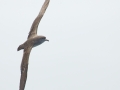 Pink-footed Shearwater