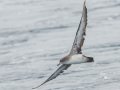 Pink-footed Shearwater - Buena Vista Audubon and San Diego Pelagics 12 hour pelagic birding trip on the Grande, San Diego Trough. 9/22/2019