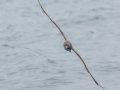 Pink-footed Shearwater - Point Loma Sportfishing Landing Pelagic, San Diego Pelagic Hour 4 of 10, San Diego, California, 6/14/2015