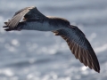 Pink-footed Shearwater