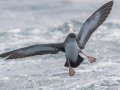 Pink-footed Shearwater - Buena Vista Audubon and San Diego Pelagics 12 hour pelagic birding trip on the Grande, San Diego Trough. 9/22/2019