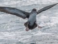 Pink-footed Shearwater - Buena Vista Audubon and San Diego Pelagics 12 hour pelagic birding trip on the Grande, San Diego Trough. 9/22/2019
