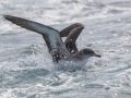 Pink-footed Shearwater - Buena Vista Audubon and San Diego Pelagics 12 hour pelagic birding trip on the Grande, San Diego Trough. 9/22/2019