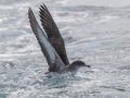 Pink-footed Shearwater - Buena Vista Audubon and San Diego Pelagics 12 hour pelagic birding trip on the Grande, San Diego Trough. 9/22/2019