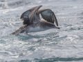 Pink-footed Shearwater - Buena Vista Audubon and San Diego Pelagics 12 hour pelagic birding trip on the Grande, San Diego Trough. 9/22/2019