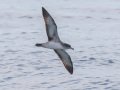 Pink-footed Shearwater - Buena Vista Audubon and San Diego Pelagics 12 hour pelagic birding trip on the Grande, San Diego Trough. 9/22/2019