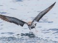 Pink-footed Shearwater - Buena Vista Audubon and San Diego Pelagics 12 hour pelagic birding trip on the Grande, San Diego Trough. 9/22/2019