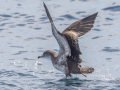 Pink-footed Shearwater - Buena Vista Audubon and San Diego Pelagics 12 hour pelagic birding trip on the Grande, San Diego Trough. 9/22/2019
