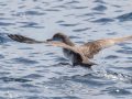 Pink-footed Shearwater - Buena Vista Audubon and San Diego Pelagics 12 hour pelagic birding trip on the Grande, San Diego Trough. 9/22/2019